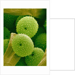 Lady Bell Plant Pollen by Anonymous