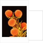 Pollen on Pistil of a Mallow Plant by Anonymous