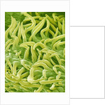 Filament of a Pieris Flower by Anonymous