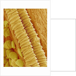 Gladiolus Pollen in Anther by Anonymous