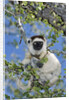 Verreaux's Sifaka by Anonymous