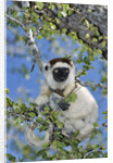 Verreaux's Sifaka by Anonymous