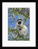Verreaux's Sifaka by Anonymous