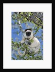 Verreaux's Sifaka by Anonymous
