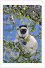 Verreaux's Sifaka by Anonymous
