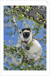 Verreaux's Sifaka by Anonymous