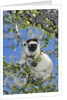 Verreaux's Sifaka by Anonymous
