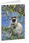 Verreaux's Sifaka by Anonymous