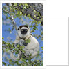 Verreaux's Sifaka by Anonymous