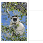 Verreaux's Sifaka by Anonymous