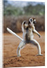 Verreaux's Sifaka by Anonymous