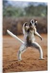 Verreaux's Sifaka by Anonymous