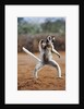 Verreaux's Sifaka by Anonymous