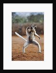 Verreaux's Sifaka by Anonymous