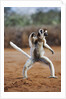 Verreaux's Sifaka by Anonymous