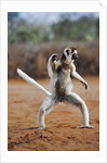 Verreaux's Sifaka by Anonymous