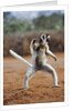 Verreaux's Sifaka by Anonymous
