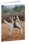 Verreaux's Sifaka by Anonymous