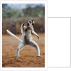 Verreaux's Sifaka by Anonymous