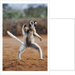 Verreaux's Sifaka by Anonymous