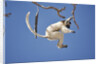 Verreaux's Sifaka Leaping From Tree by Anonymous