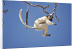 Verreaux's Sifaka Leaping From Tree by Anonymous