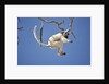 Verreaux's Sifaka Leaping From Tree by Anonymous
