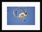 Verreaux's Sifaka Leaping From Tree by Anonymous