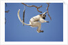 Verreaux's Sifaka Leaping From Tree by Anonymous