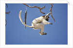 Verreaux's Sifaka Leaping From Tree by Anonymous