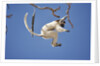 Verreaux's Sifaka Leaping From Tree by Anonymous