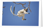 Verreaux's Sifaka Leaping From Tree by Anonymous