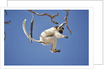 Verreaux's Sifaka Leaping From Tree by Anonymous