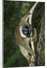 Common Brown Lemur by Anonymous