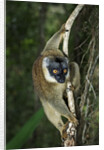 Common Brown Lemur by Anonymous