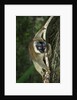 Common Brown Lemur by Anonymous