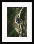 Common Brown Lemur by Anonymous