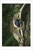 Common Brown Lemur by Anonymous