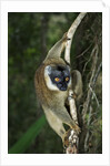 Common Brown Lemur by Anonymous