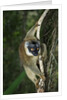 Common Brown Lemur by Anonymous