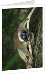 Common Brown Lemur by Anonymous