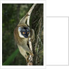 Common Brown Lemur by Anonymous