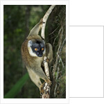 Common Brown Lemur by Anonymous