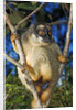 Common Brown Lemur by Anonymous
