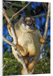 Common Brown Lemur by Anonymous