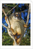 Common Brown Lemur by Anonymous