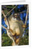 Common Brown Lemur by Anonymous