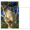 Common Brown Lemur by Anonymous