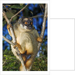Common Brown Lemur by Anonymous