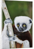 Coquerel's Sifaka by Anonymous